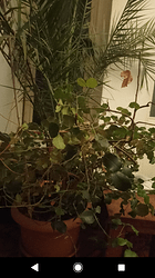 Screenshot_20210726-001820