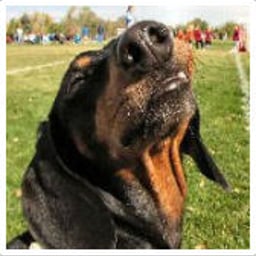 Cooper