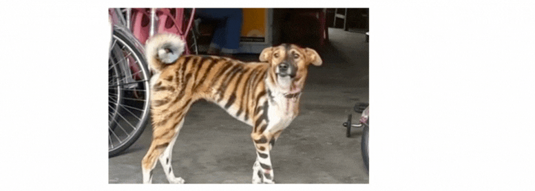 A dog with a unique coat pattern resembling tiger stripes stands on a concrete floor near bicycles and other objects. (Captioned by AI)